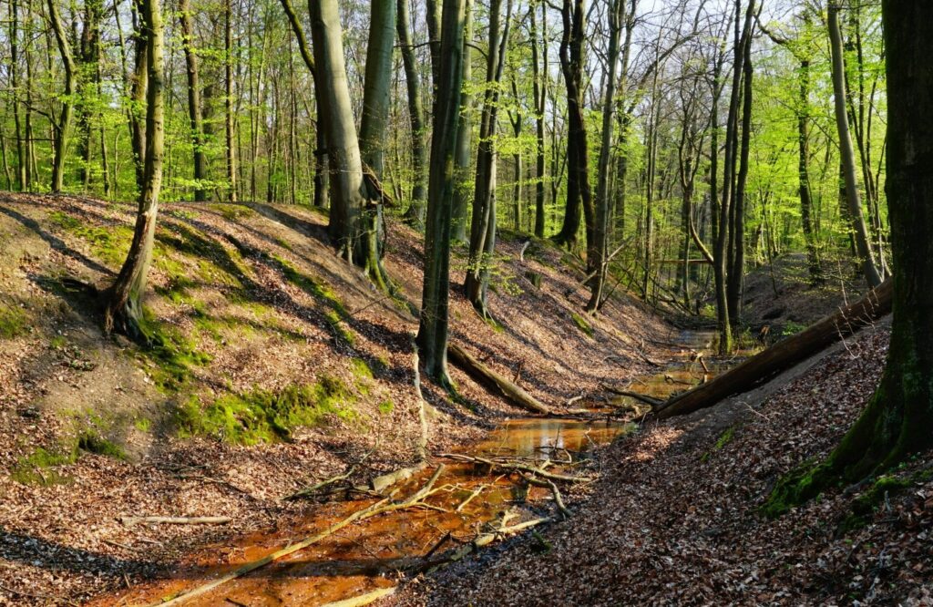Rowerem przez Laski nad Bugiem – lasy, szlaki i natura